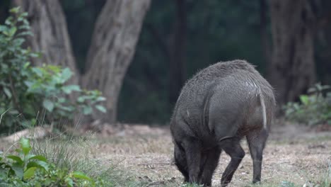 a wild boar on the edge of the jungle