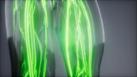vasos sanguíneos del cuerpo humano