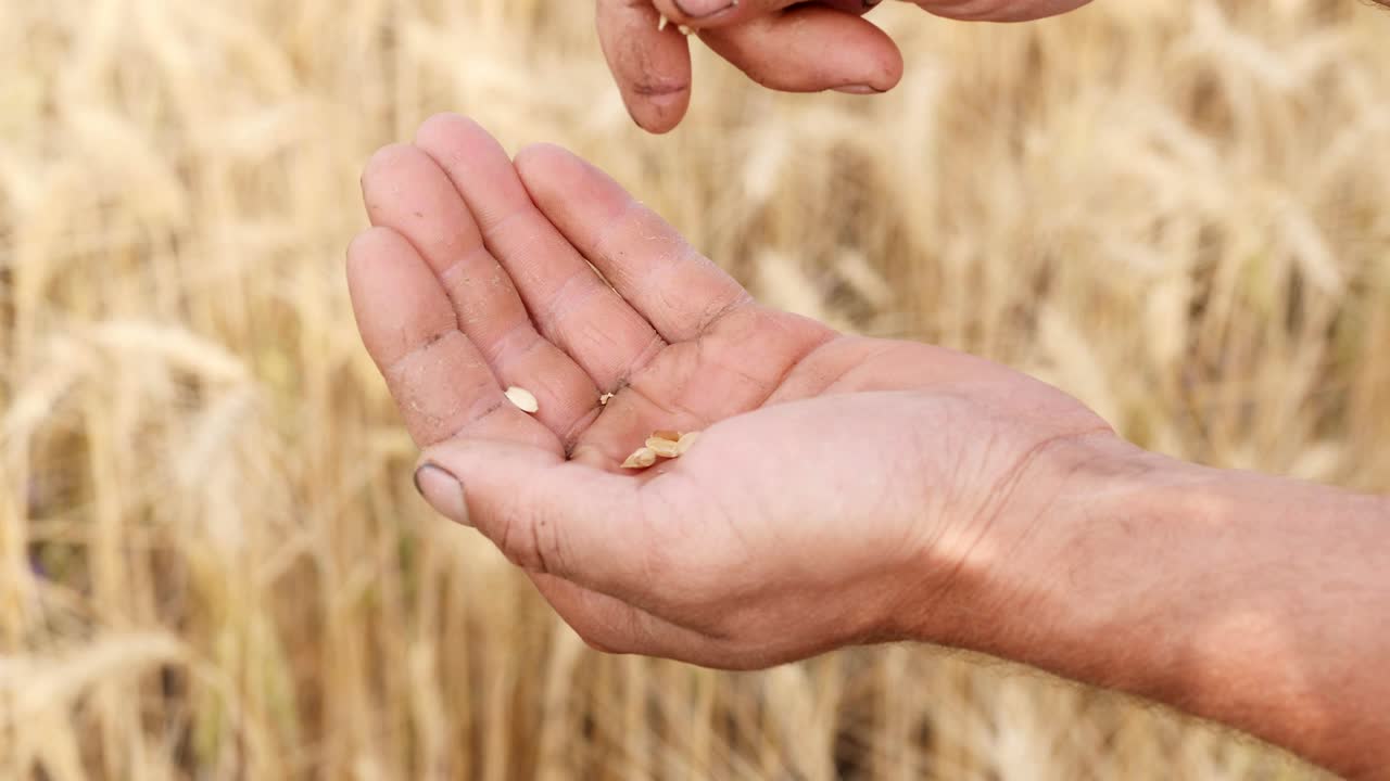 Farmer in a field holding and examining crop in his hands