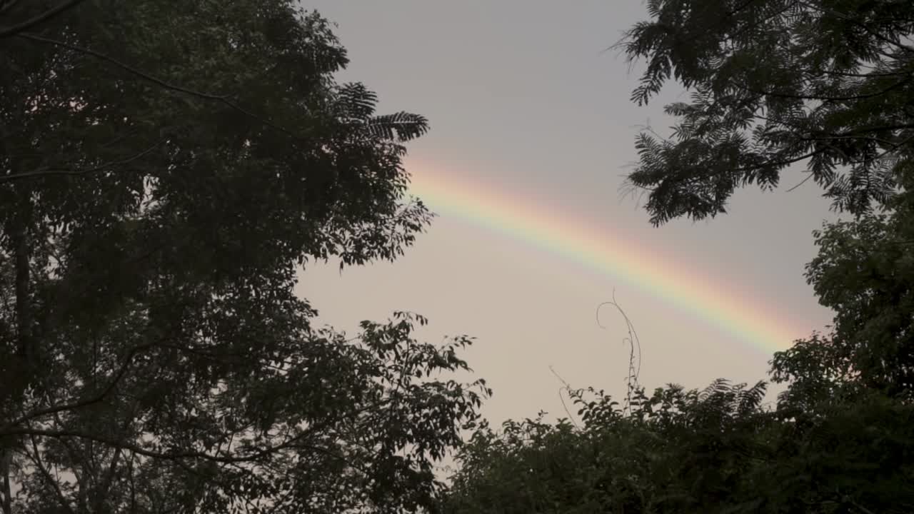 arco iris visto entre las cimas de los árboles. vista hacia arriba, de mano