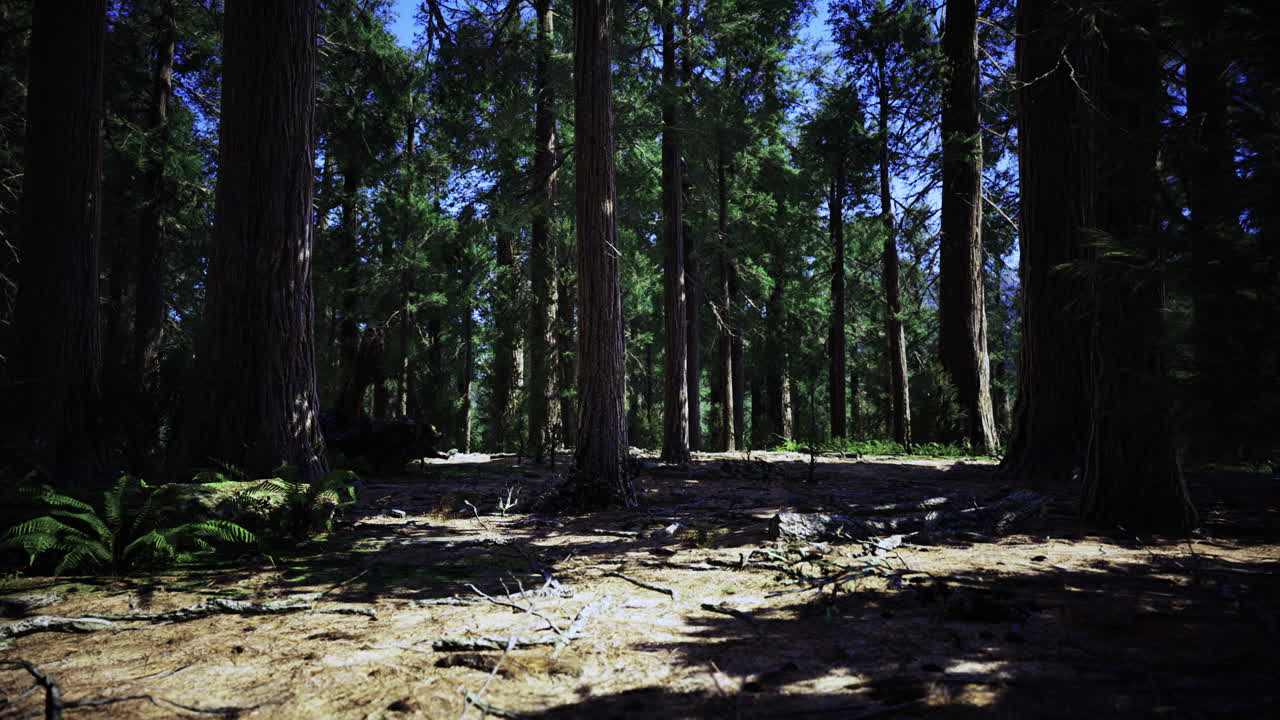 Tall trees provide shade in a serene forest environment during daylight hours