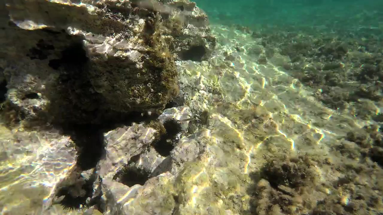 Vista submarina de erizos de mar en un lecho marino rocoso