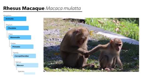 rhesus macaques grooming and socializing outdoors