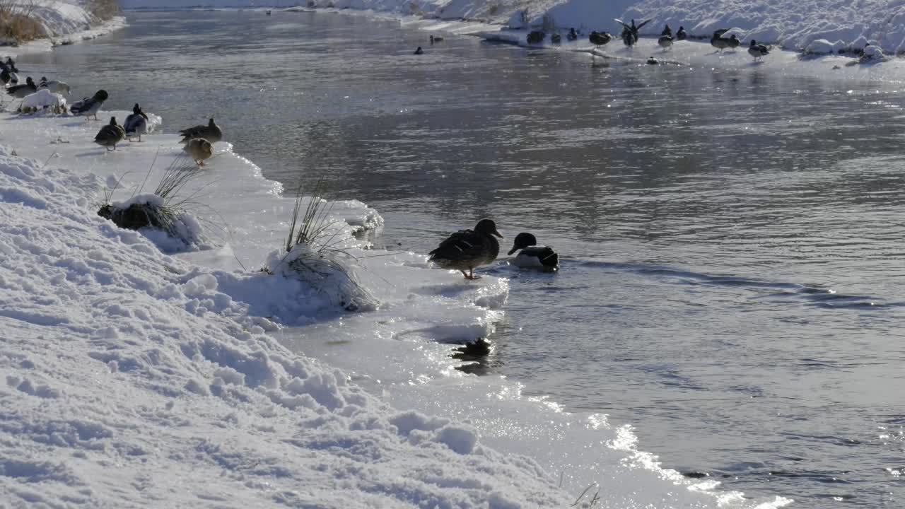 Ducks standing on Ice next to a River