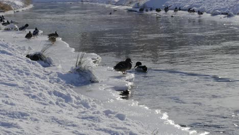ducks standing on ice next to a river