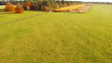 Aerial-view-from-over-the-grasslands-of-vertically-long-agricultural-spaces-created-between-forest-and-grasslands,-with-ripe-golden-wheat-about-to-be-harvested-in-Thetford-norfolk,-UK