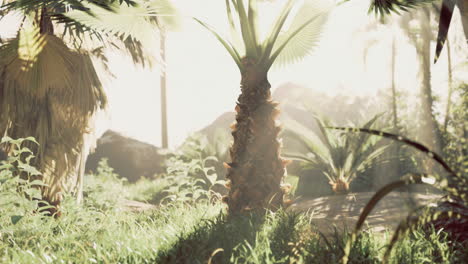 lush tropical landscape bathed in warm sunlight with vibrant greenery