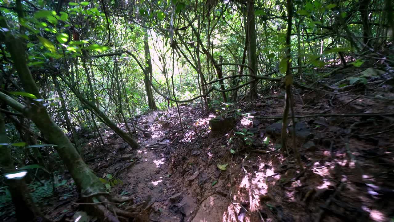 pov explora en el verde bosque tropical.