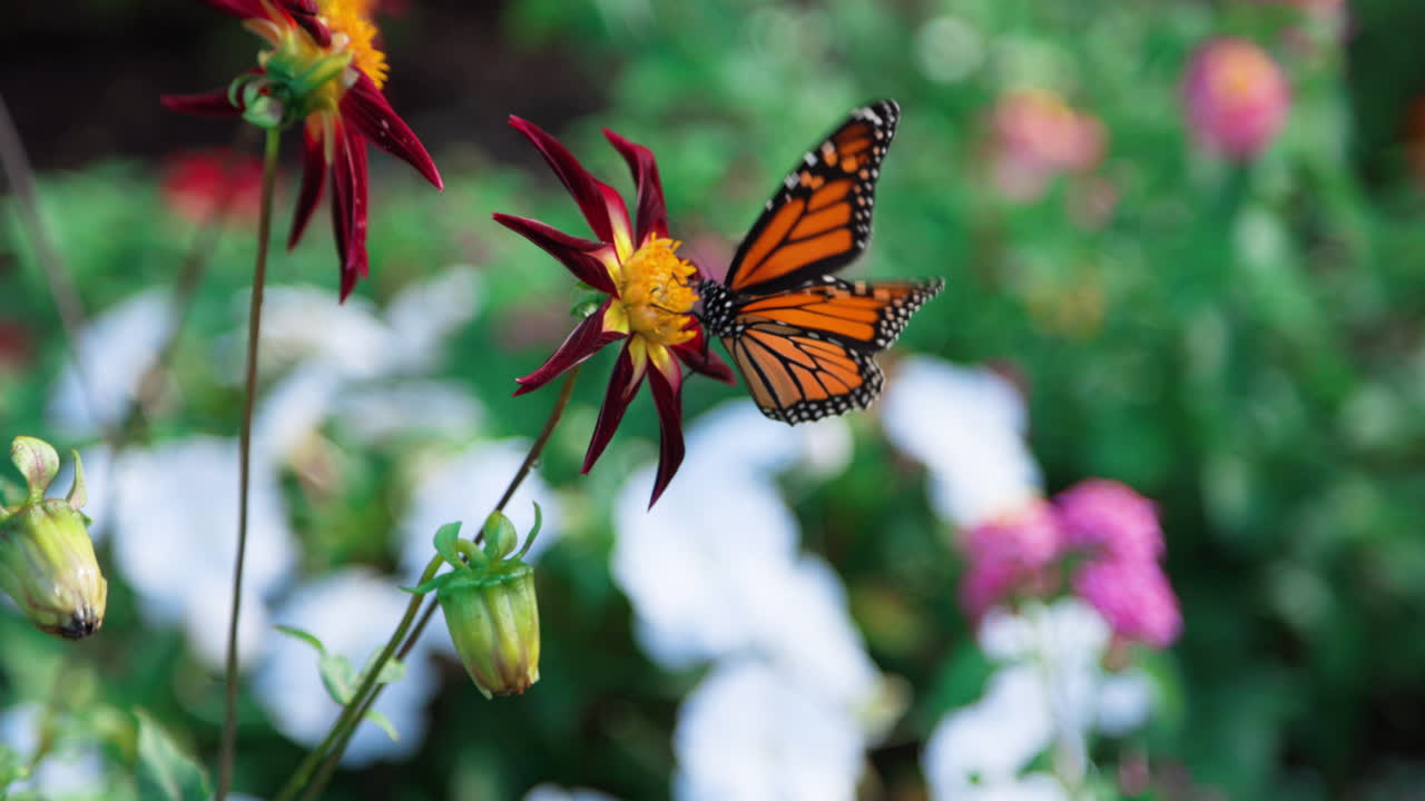 hermosa foto de una mariposa monarca y un abejorro volando alrededor de una flor colorida