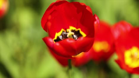 tulipán abierto sobre un fondo verde en cámara lenta