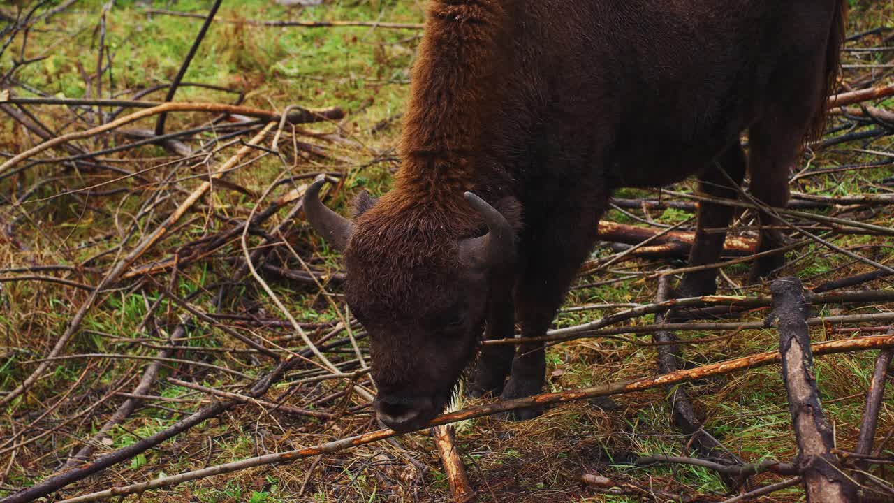 European Bison in a Forest