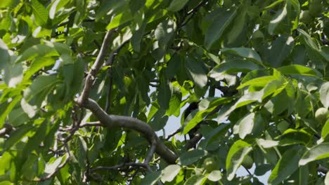 Primer-Plano-De-Un-Estornino-Pinto-Descansando-Sobre-Una-Rama-Cubierta-De-Musgo-En-Un-árbol-Verde