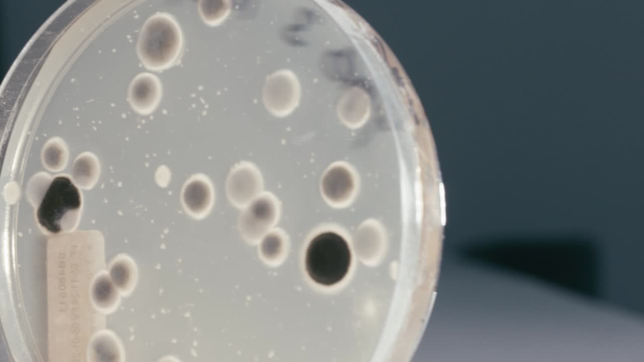 An object to be observed with a magnifying glass or microscope