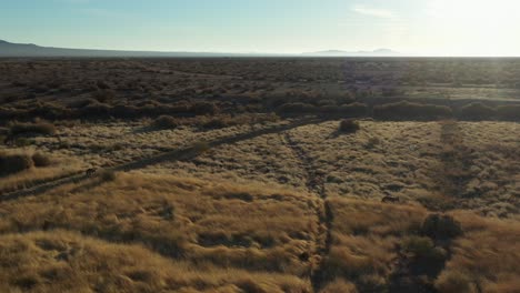toma aérea de una manada de coyotes corriendo por el desierto de mojave, hora dorada