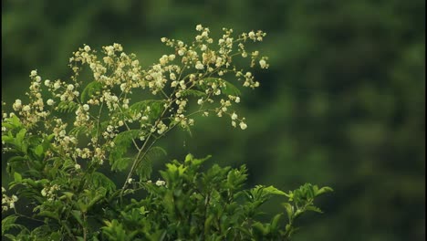 white flowers in a green forest