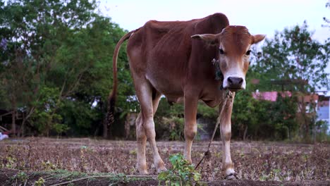 static shot of a brown cow tie with a rope in the middle of a field in pai thailand