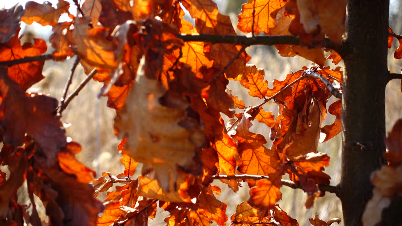 Oak leaves in the autumn