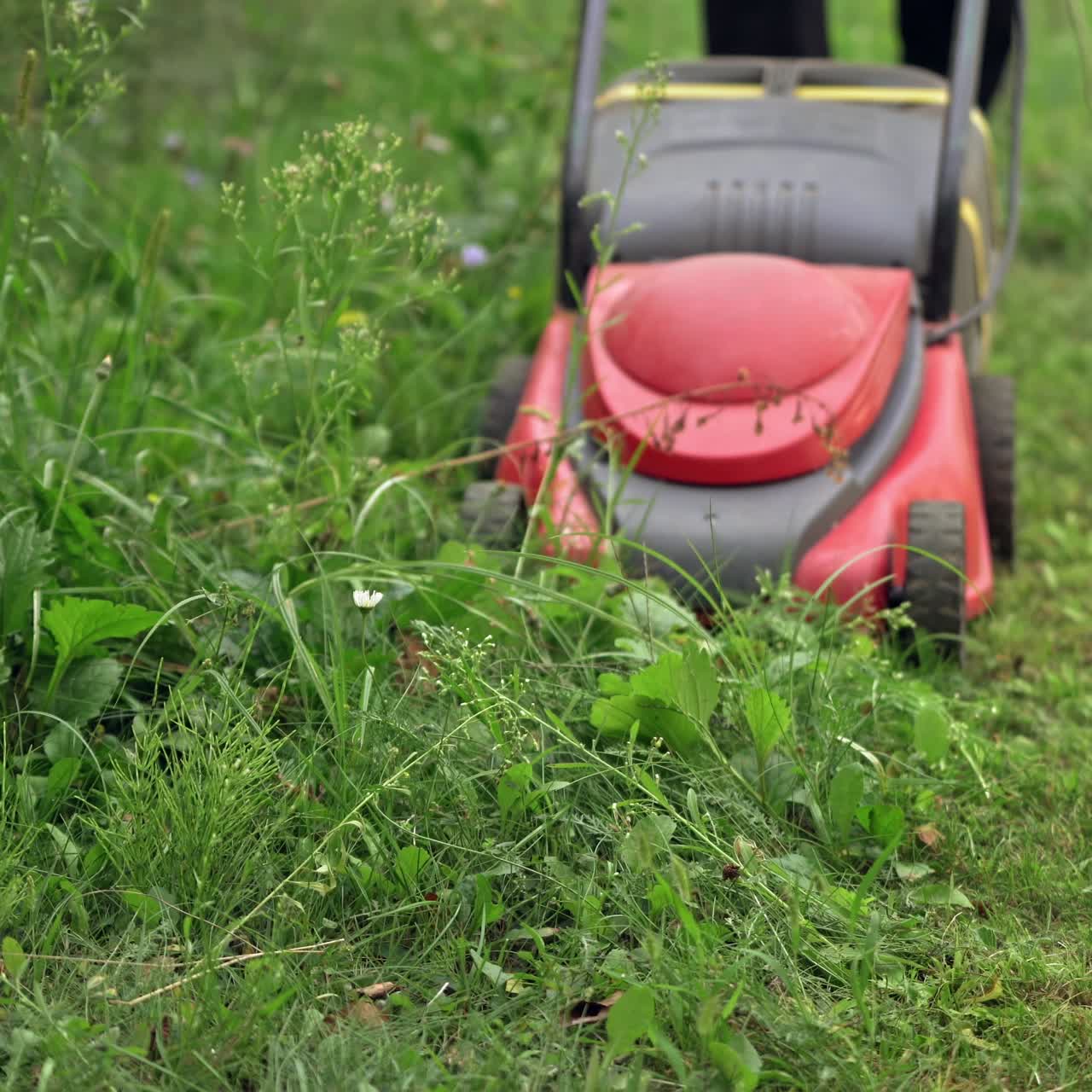 Electric lawn mower cutting grass. Gardener mowing green plants with special corded machine. Modern equipment for cutting grass in the yard.