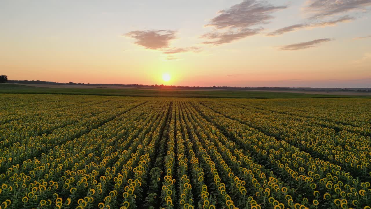 tire de la toma aérea de un campo de girasol perfecto durante el amanecer