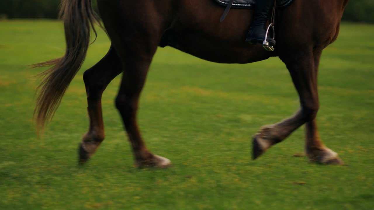 Hest går på en mark