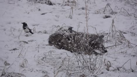 Wold-playing-with-a-dead-mouse-in-the-snow