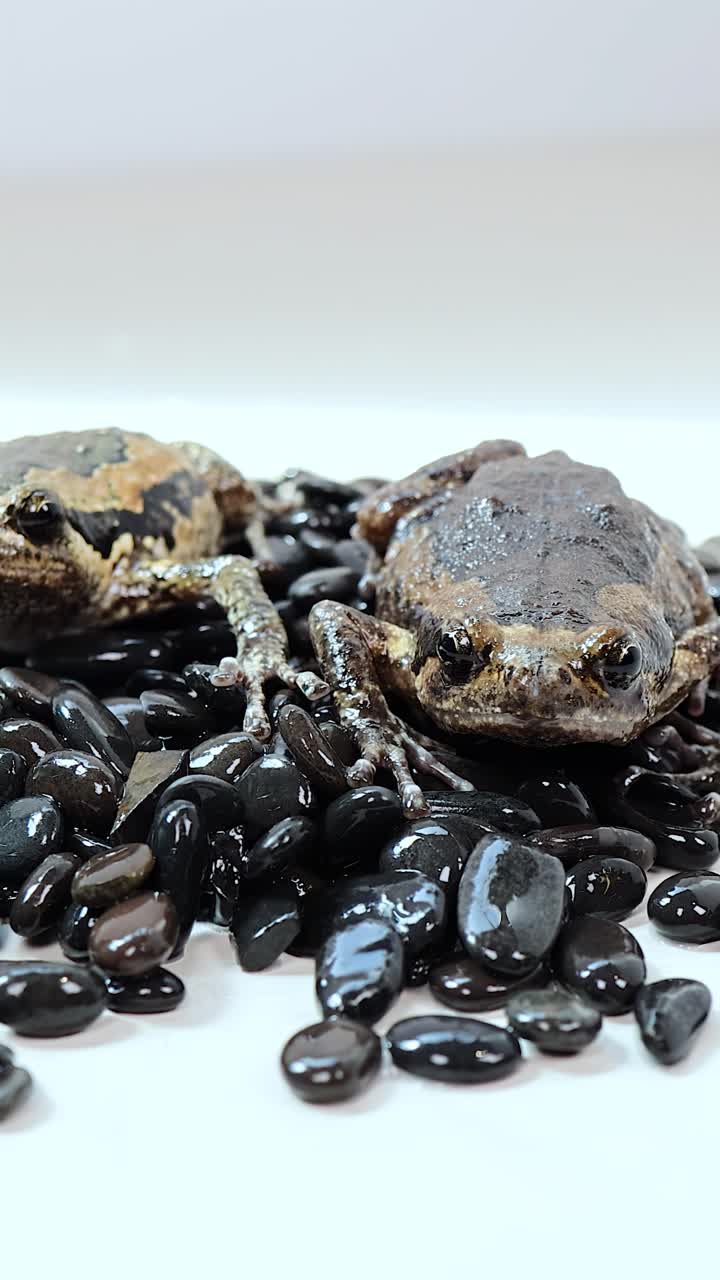 Ein thailändischer Ochsenfrosch kriecht langsam über glänzende schwarze Kieselsteine in einem hell ausgeleuchteten Studio-Setting, mit neutralem weißem Hintergrund und minimalen Schatten.