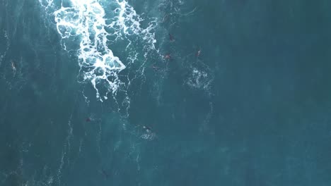 Dron-Disparó-Directamente-Hacia-Abajo-De-Leones-Marinos-Jugando-En-El-Océano-Con-Olas-Y-Pelícanos-Volando-En-La-Jolla,-California-Durante-La-Marea-Real