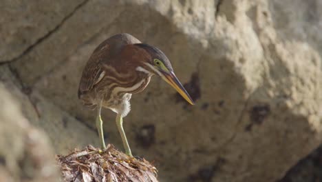 Pequeño-Pájaro-Garza-Verde-Sobre-Algas-Y-Rocas-Girando-La-Cabeza-En-Cámara-Lenta