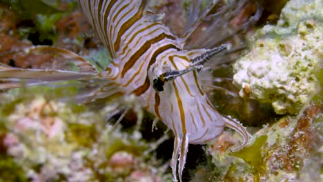 closeup shot of lionfish fish breathing and gills moving heavily