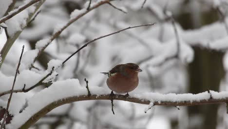 Pinzón-Macho-Fringilla-Coelebsin-árbol-Cubierto-De-Nieve