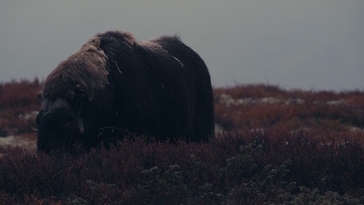 buey almizclero toro macho en las montañas en el parque nacional dovrefjell, noruega