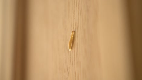 Top-side-view-of-maggot-insect-climbing-on-wooden-cabinet-during-summer-in-4K