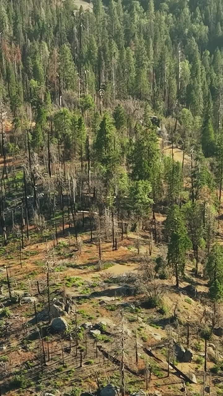 Vista aerea di un'area boschiva negli Stati Uniti con segni di danni da incendio