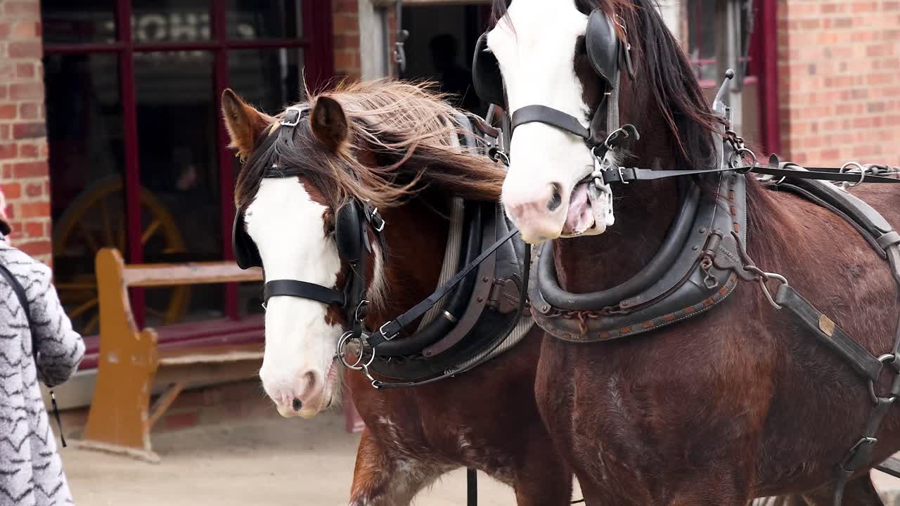 Due cavalli che tirano una carrozza a Ballarat