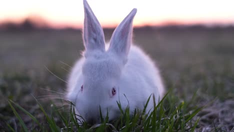 beautiful rabbits eating food grass on nature background