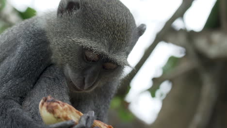 cerca de mono sykes comiendo coco