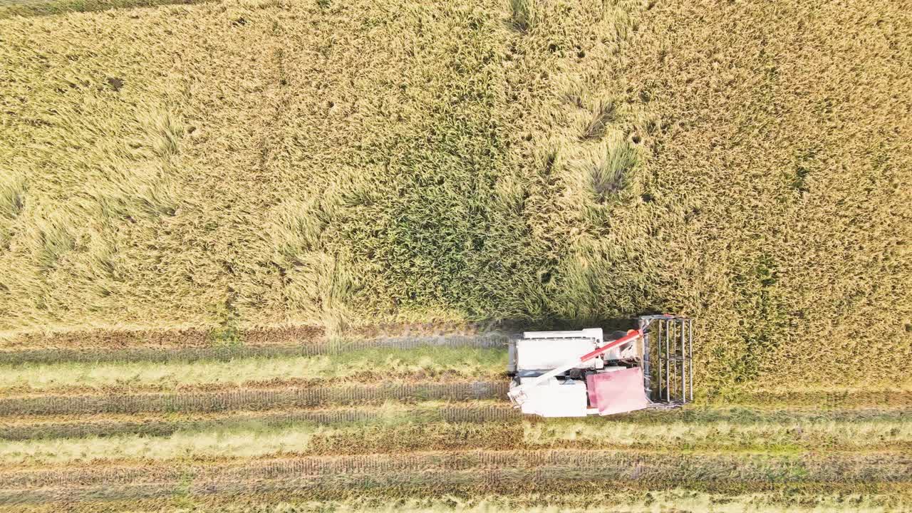 결합 수확기 공중 드론 보기로 쌀 수확 - 작물의 수평 라인