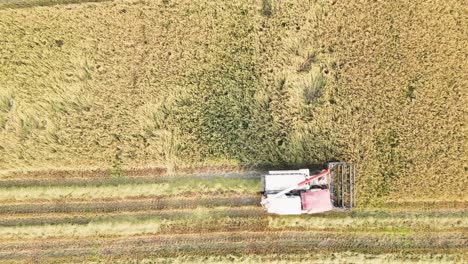 rice harvesting with combine harvester aerial drone view - horizontal lines of crop