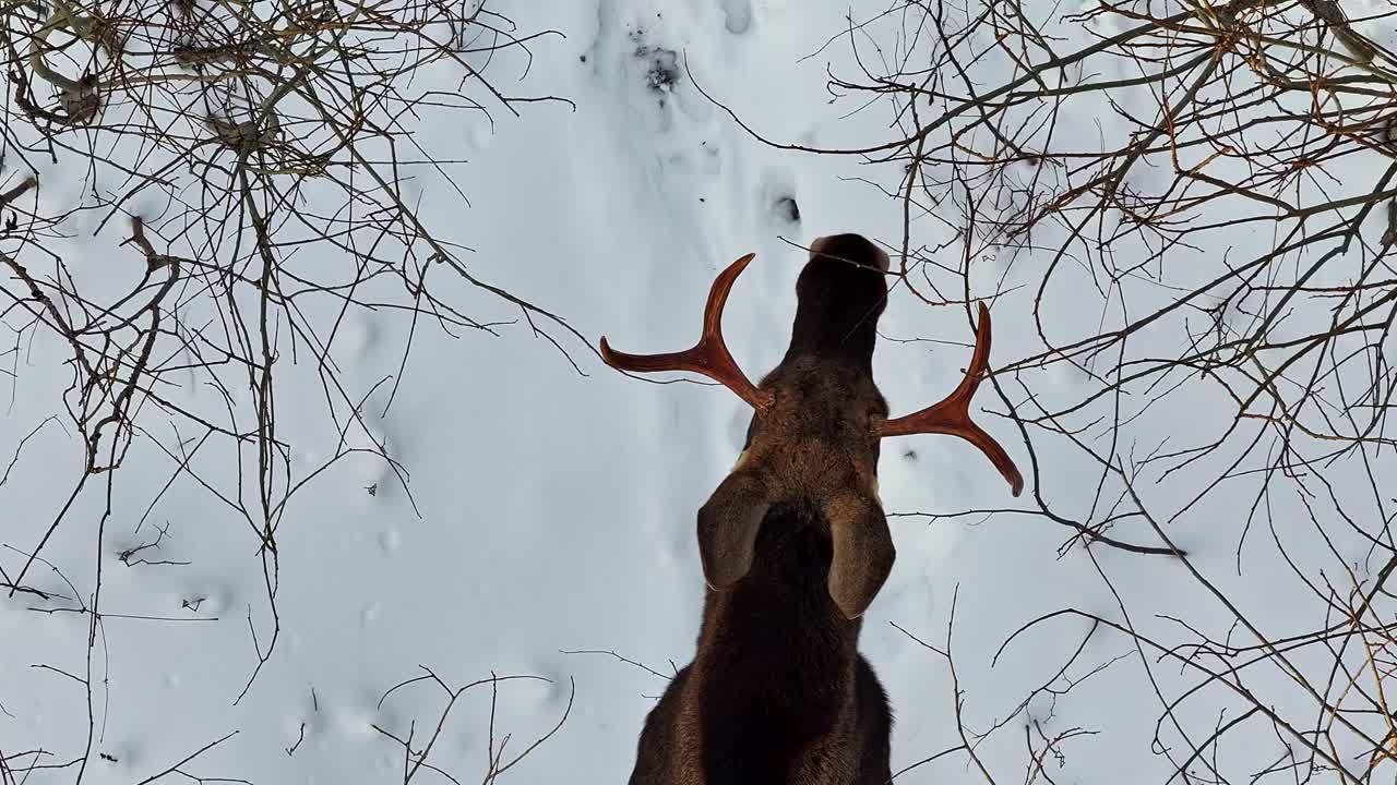 Maultierhirsch-Bock, der sich unter kahlen Ästen in einer verschneiten Waldlandschaft bewegt