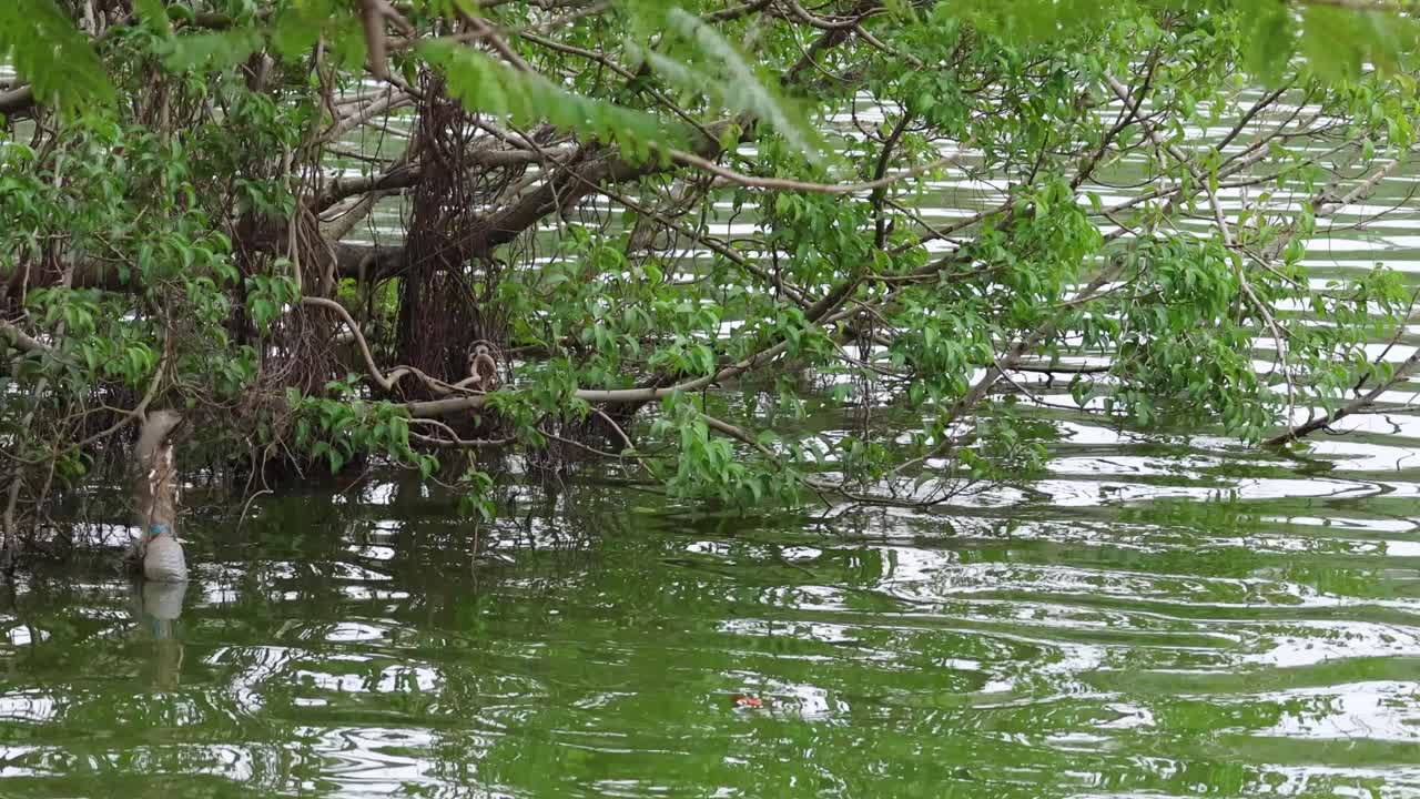 부분적으로 물에 잠긴 나무 주변의 부드러운 강 흐름