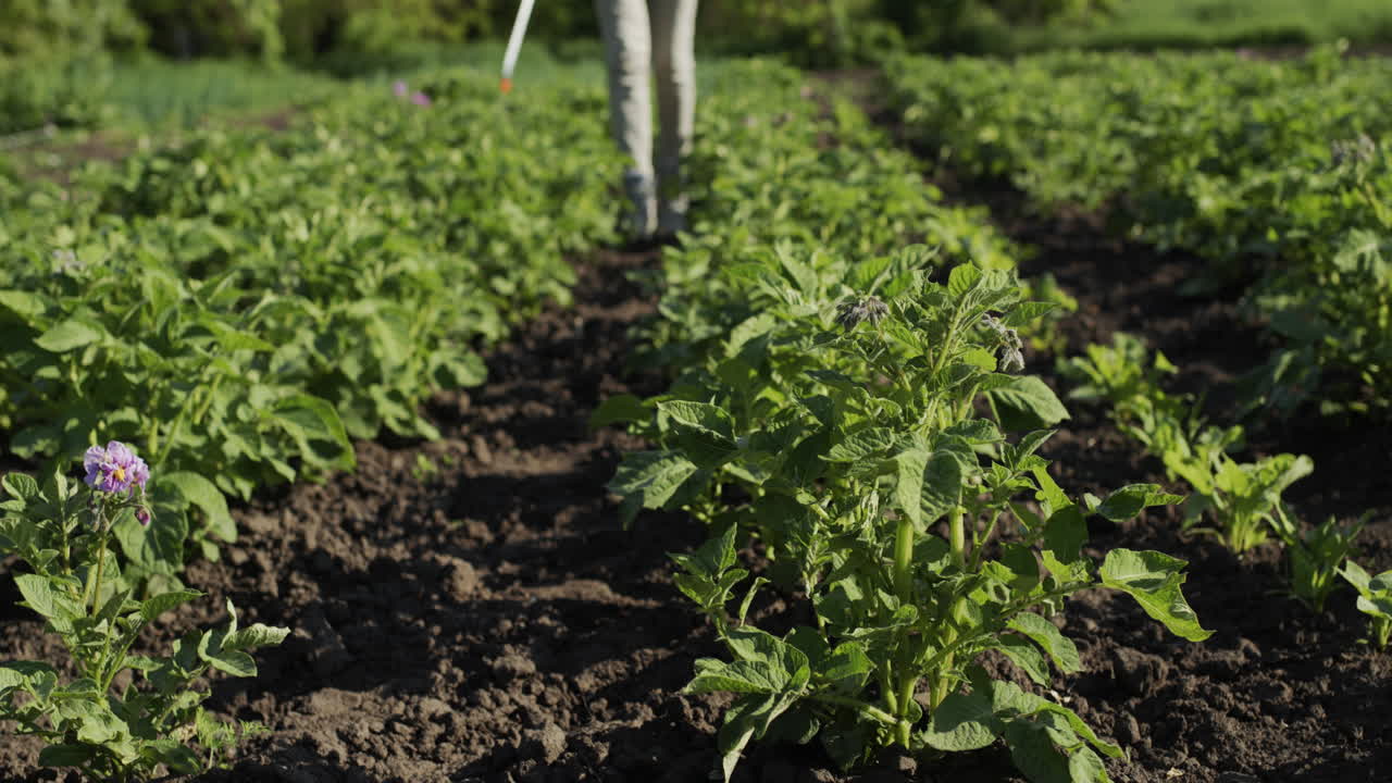granjero rocía papas con químicos 1