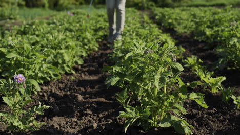 farmer sprays potatoes with chemicals 1