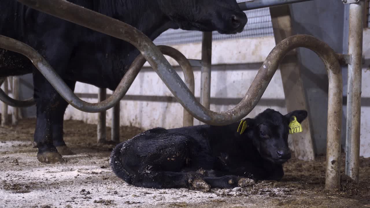 Cute black baby angus calf lying on the ground, large mother angus cattle watching on the newborn