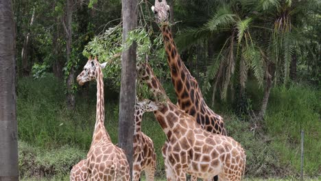 giraffes eating leaves and socializing in a wooded area