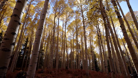 Wide-angle-tilt-up-below-dark-understory-canopy-below-quaking-aspen-grove-against-blue-sky