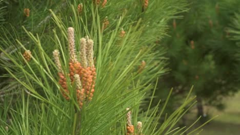 Close-up-of-virginia-pine-needles-moving-in-wind