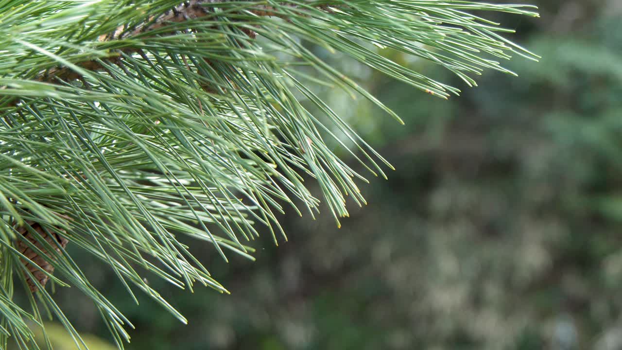 Static close-up shot of green pine needles on a branch in a Japanese garden setting