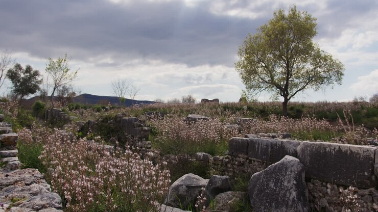 Un campo di pietre con un albero a Mileto