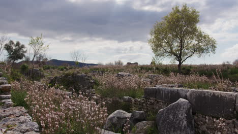 un campo de piedras con un árbol en mileto