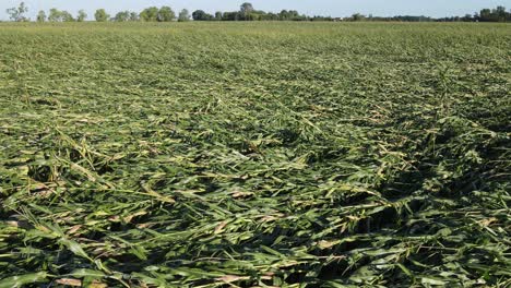 Campo-De-Maíz-Después-De-Una-Poderosa-Tormenta-De-Tornado-En-Michigan,-Vista-Aérea